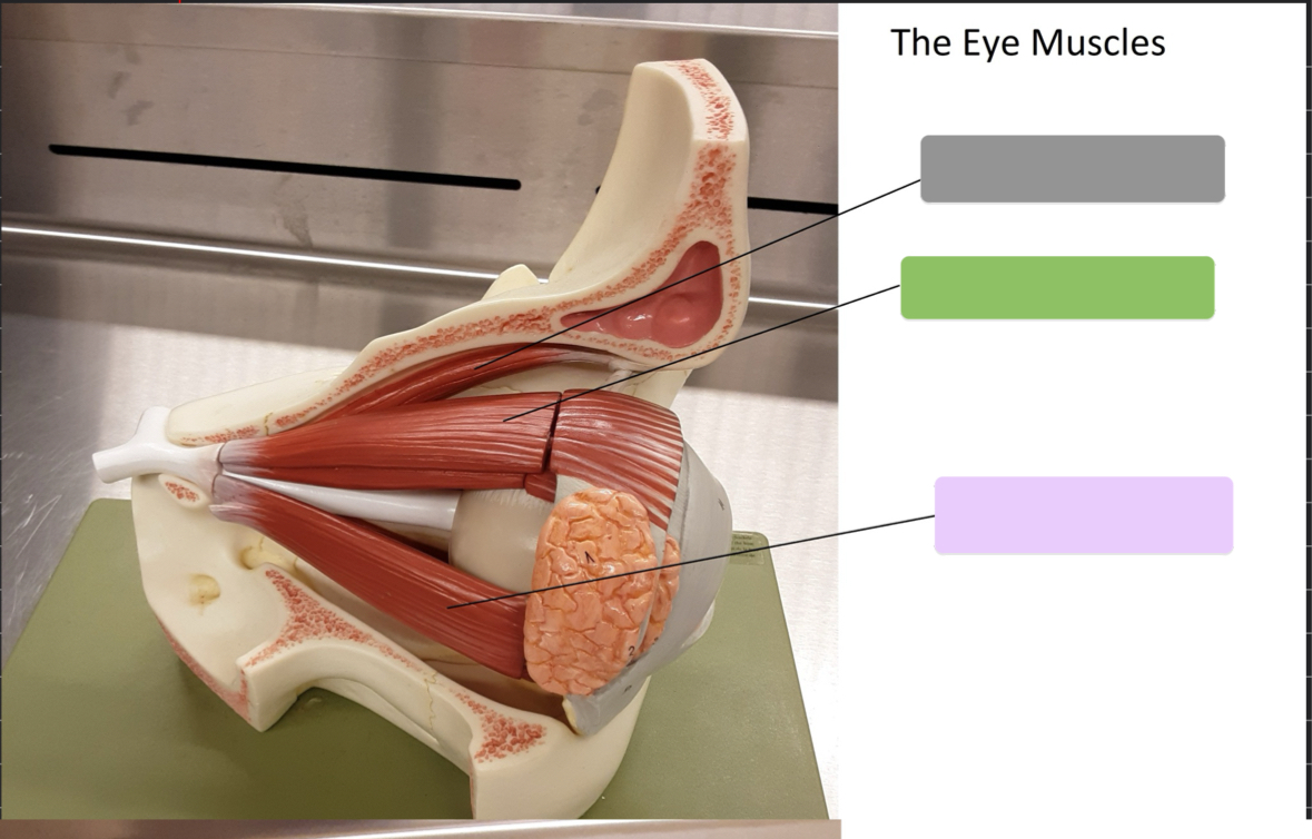 <p>What is the muscle (green)</p>