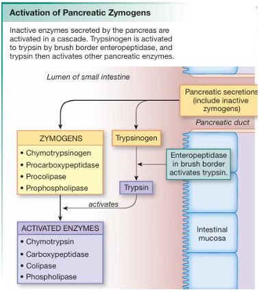 <p>the brush border enteropeptidase converts inactive trypsinogen to active trypsin.</p><p>trypsin then is able to convert the orther pancreatic zymogens to their active forms.</p>
