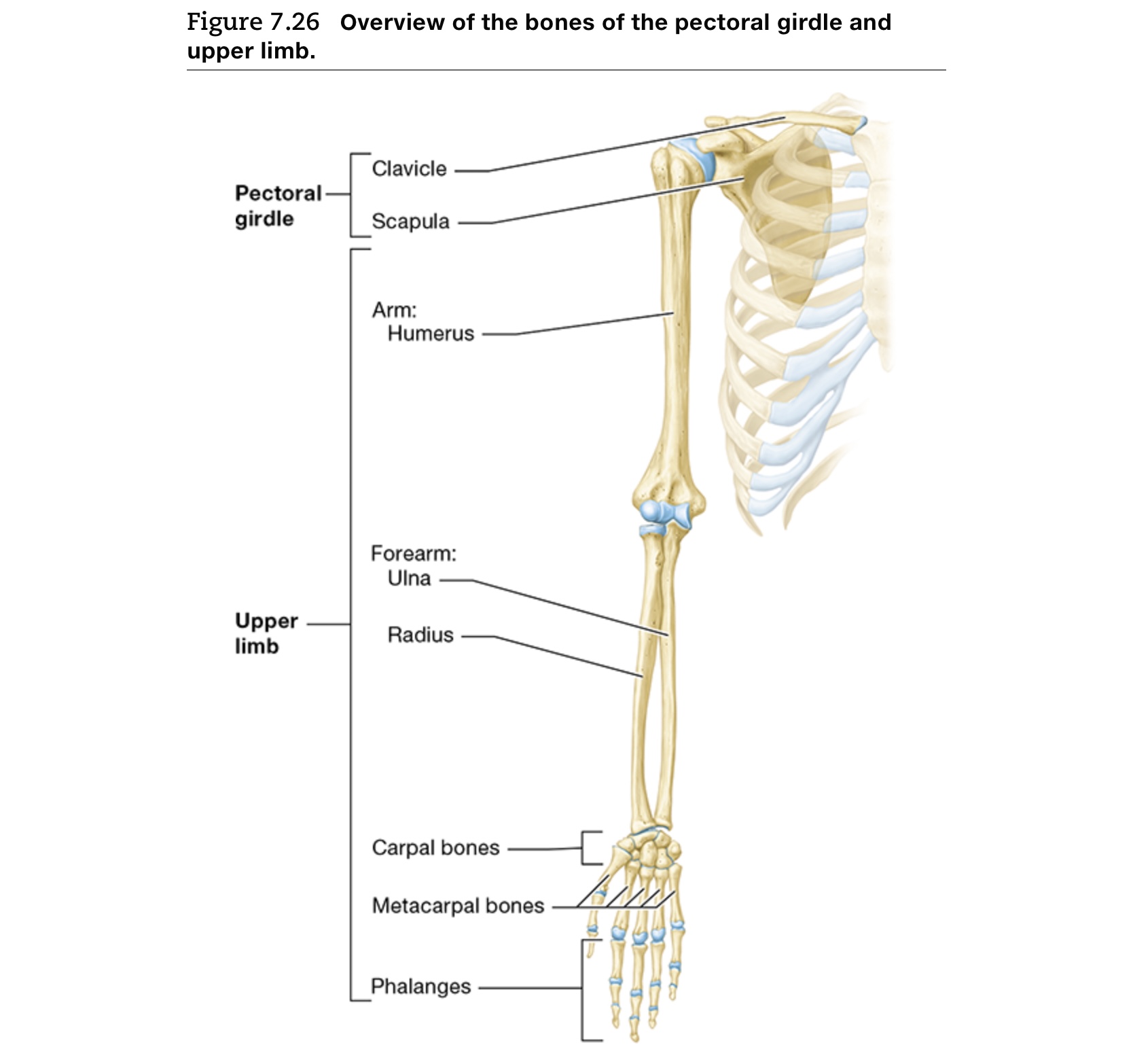 <p>Carpal bones, metacarpal bones, phalanges </p>