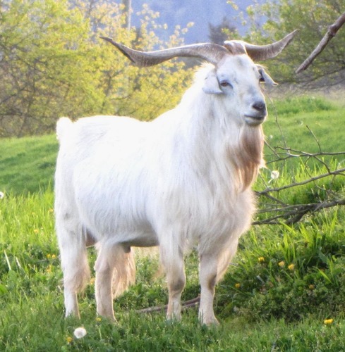 <p>What is this goat breed?</p>