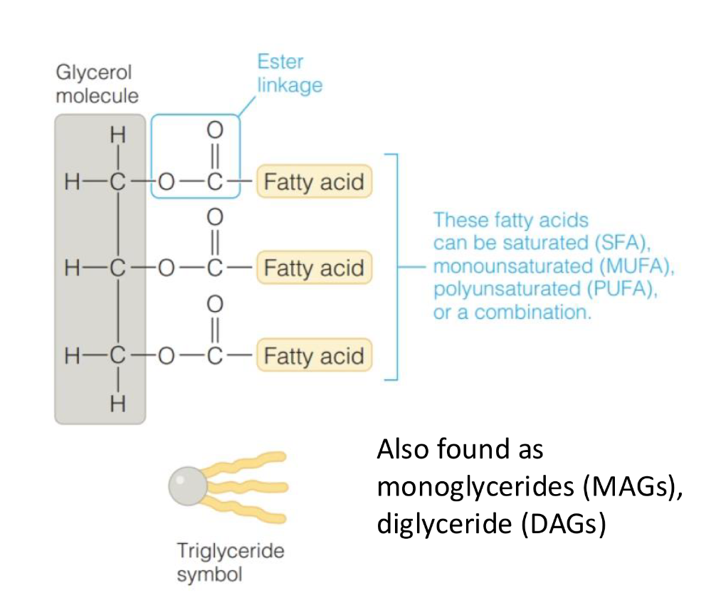 <p>Primary dietary lipid and a major source of energy</p><p>composed on 1 glycerol + 3 fatty acids bound together via ester linkages</p>