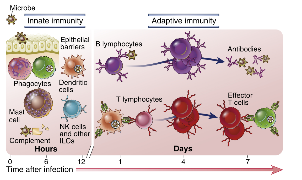 <ol><li><p><strong>Barriärepitel</strong>: Första linjens skydd mot mikrober.</p></li><li><p><strong>Immunceller</strong>: Detekteras och initierar ett svar från det medfödda immunförsvaret.</p></li><li><p><strong>Fagocyter</strong>: Bekämpar infektionen.</p></li></ol>