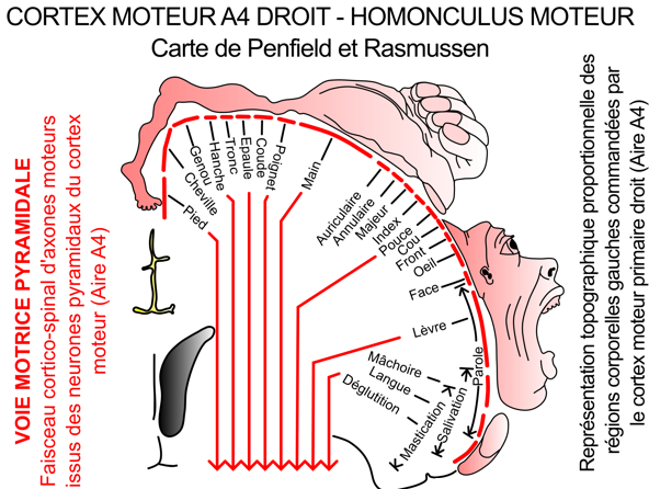 <p>représentation du cortex moteur indiquant quelles zones contrôlent les muscles du corps</p>