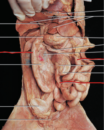 <p>absorbs nutrients</p>