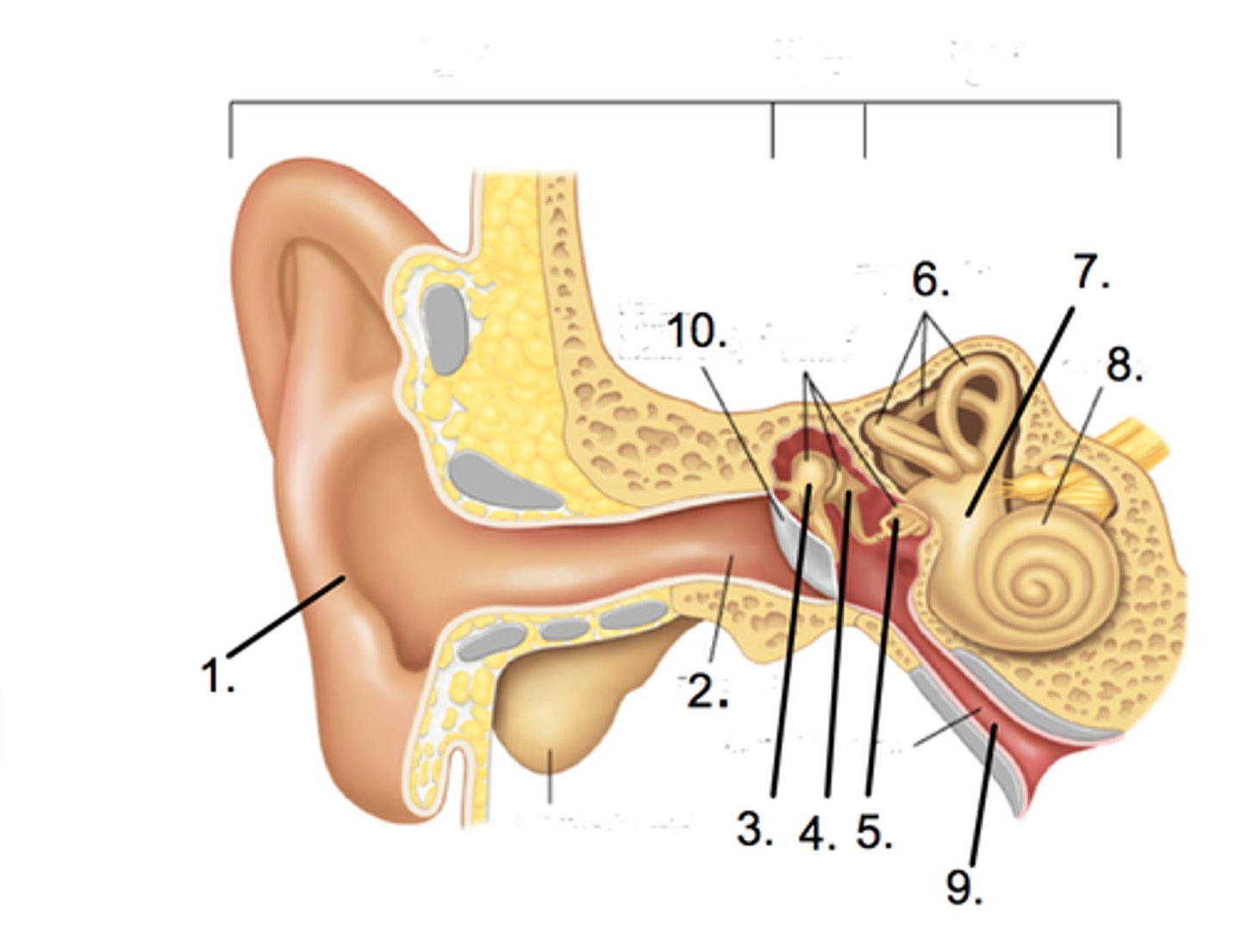 <p>#3 One of the three bones in the middle ear.</p>