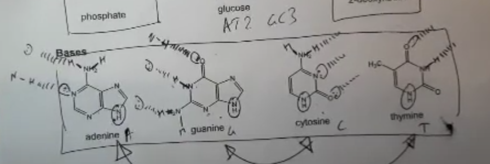 knowt flashcard image