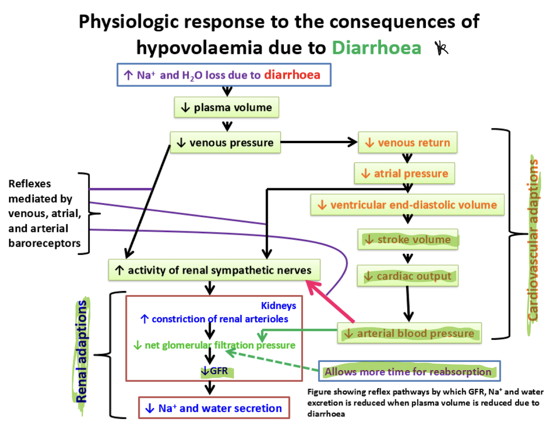 <p>Renal: dec GFR so less Na+ and H2O excreted </p><p>Cardiovascular: dec BP so RAAS activates and GFR as shown above </p>