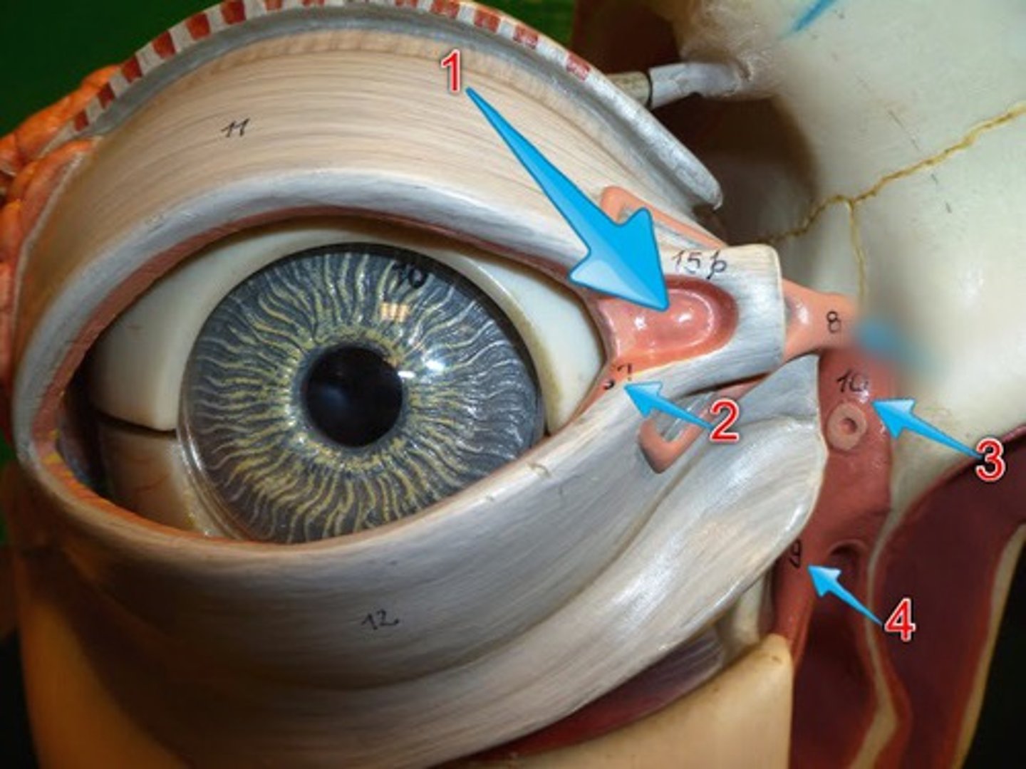 knowt flashcard image