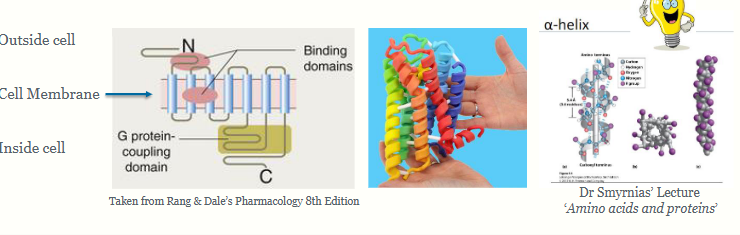 <p>your nose works through G-protein coupled receptors - allows you to smell very quickly, work in seconds</p><p></p><p>over a 1/3 of medicines you prescribe act via GPCRs</p><p></p><p>more than 800 GPCRs in humans identified. the types involved in olfaction, regulation of immune responses, inflammation, homeostasis, autonomic nervous system, neurotransmission, growth and metastasis of tumours</p><p></p><p>receptor structure: 7 membrane-spanning a-helices</p><p></p><p>sits within the bilipid membrane, crosses the membrane 7 times. closely associated with the recetor is the g protein - composed of 3 parts = trimeric G protein (not attached yet) → alpha, beta and gamma. Attached to the g protein is a GDP molecule (guanine diphosphate), a way of transferring energy in the cell - at rest it is at a low energy state. Finally you have a signalling molecule/drug which interacts with the receptor outside the cell. When that happens it changes the shape of the receptor, then allows the G protein to connect to the receptor to couple → GDP molecule gets replaced with GTP molecule = higher energy state. THat enables G protein to split into 2 which is beta-gamma component and the alpha-GTP component interacts elsewhere (like to an enzyme) to trigger biological effect. Inside the alpha unit is a phosphatase enzyme that takes away phosphate group to become alpha-GDP, that can then recombine wit hthe G protein. If the signalling molecule gets off the receptor, the receptor reverts back to its original shape, and the G protein dissociates from receptor again and system stops.</p>