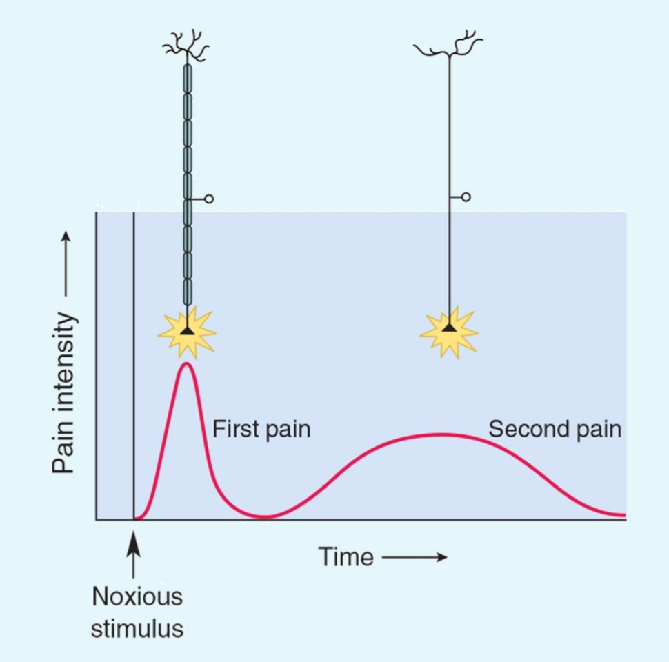 <p>What type of afferent fibre transmits the second pain?</p>
