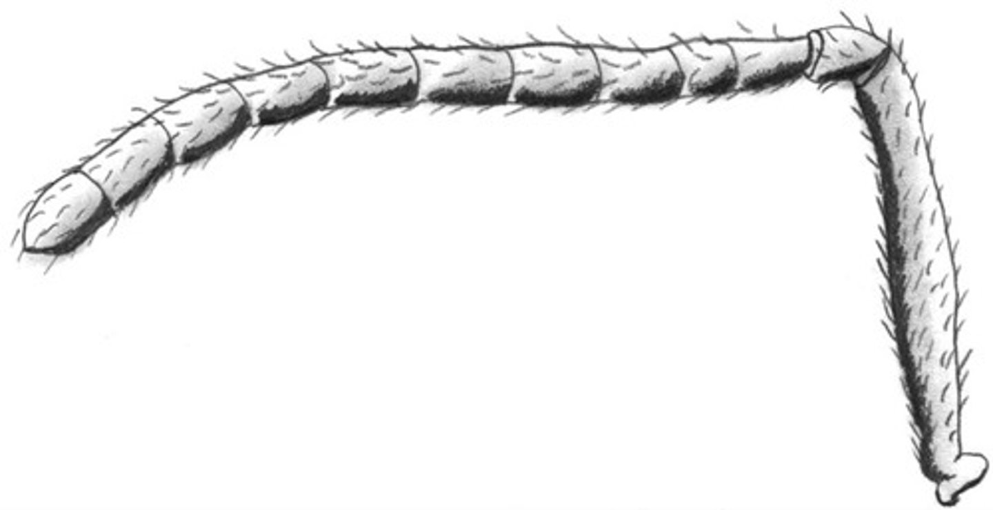 <p>Flagellum, Pedicel, Scape</p>