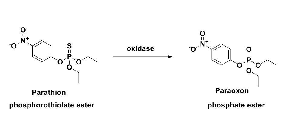 <ul><li><p>parathion acts on the enzyme acetylcholinesterase indirectly</p></li><li><p>after insect (or human) ingests parathion, <strong>oxidase</strong> replaces the double bonded sulfur with oxygen to give <strong>paraoxon</strong></p></li><li><p>as a pesticide, parathion is generally applied by spraying; often applied to <strong>cotton, rice</strong> and <strong>fruit</strong> trees</p><ul><li><p>the usual concentration of ready-to-use solutions are 0.05%-0.1%; chemical is banned for many food crops</p></li></ul></li></ul><p></p>