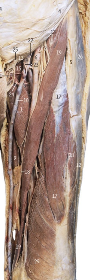 <p>13</p>