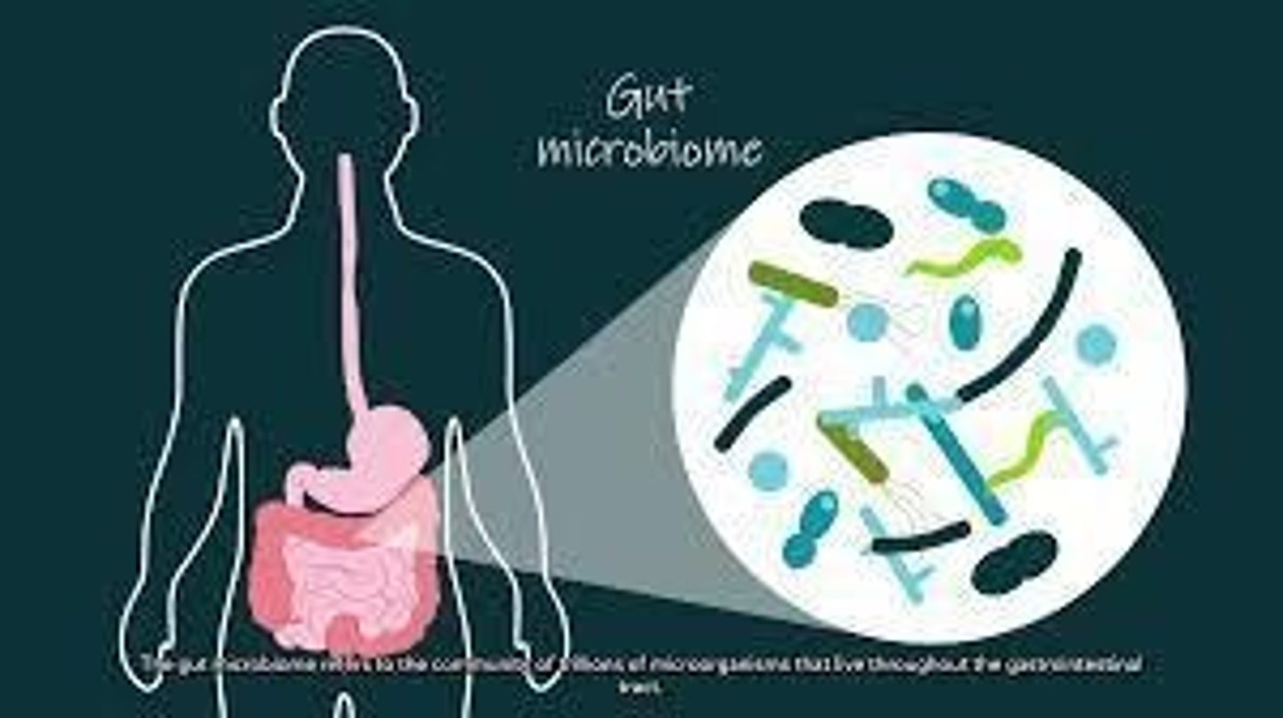 <p>A community of symbiotic microorganisms, usually in the gut.</p>