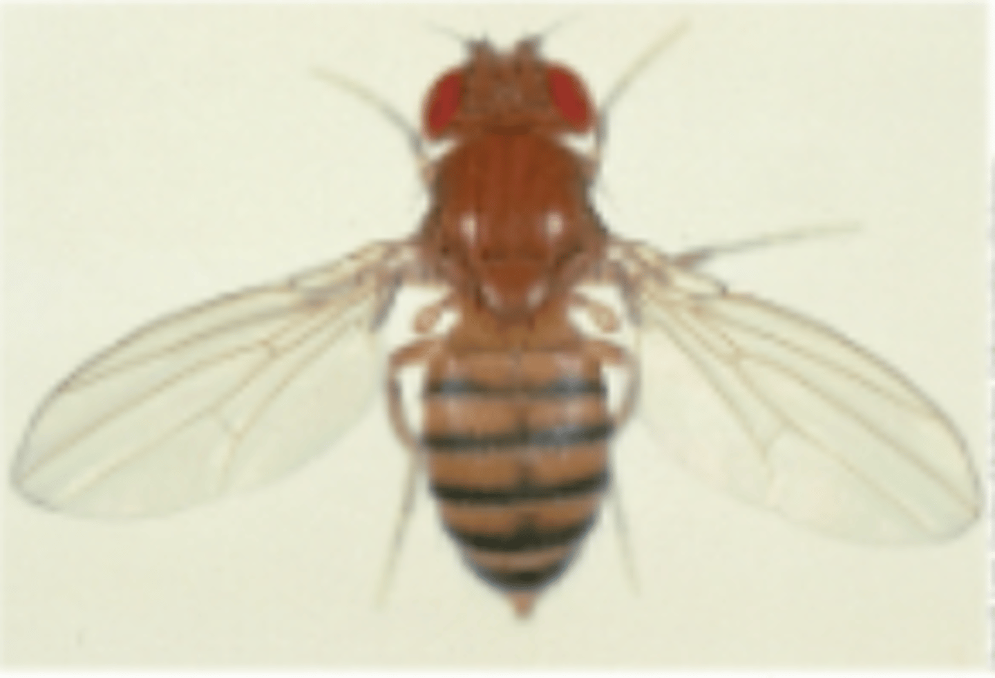 <p>What is a favorite model animal among developmental biologists and geneticists?</p>