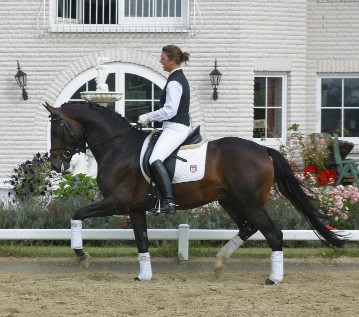 <ul><li><p>Trakehner, Prussia</p></li><li><p><span style="color: red"><strong>Throughbred and Arabian added to native horses in prussia</strong></span></p></li><li><p>Alert, Intelligent, stable and anxious to please</p></li><li><p>Dressage, combined training, jumper and hunter</p></li><li><p>Elegant movement</p><ul><li><p>Floating trot</p></li><li><p>Soft balanced canter</p></li></ul></li><li><p>Large horse at 16-17 hands</p></li></ul><p></p>