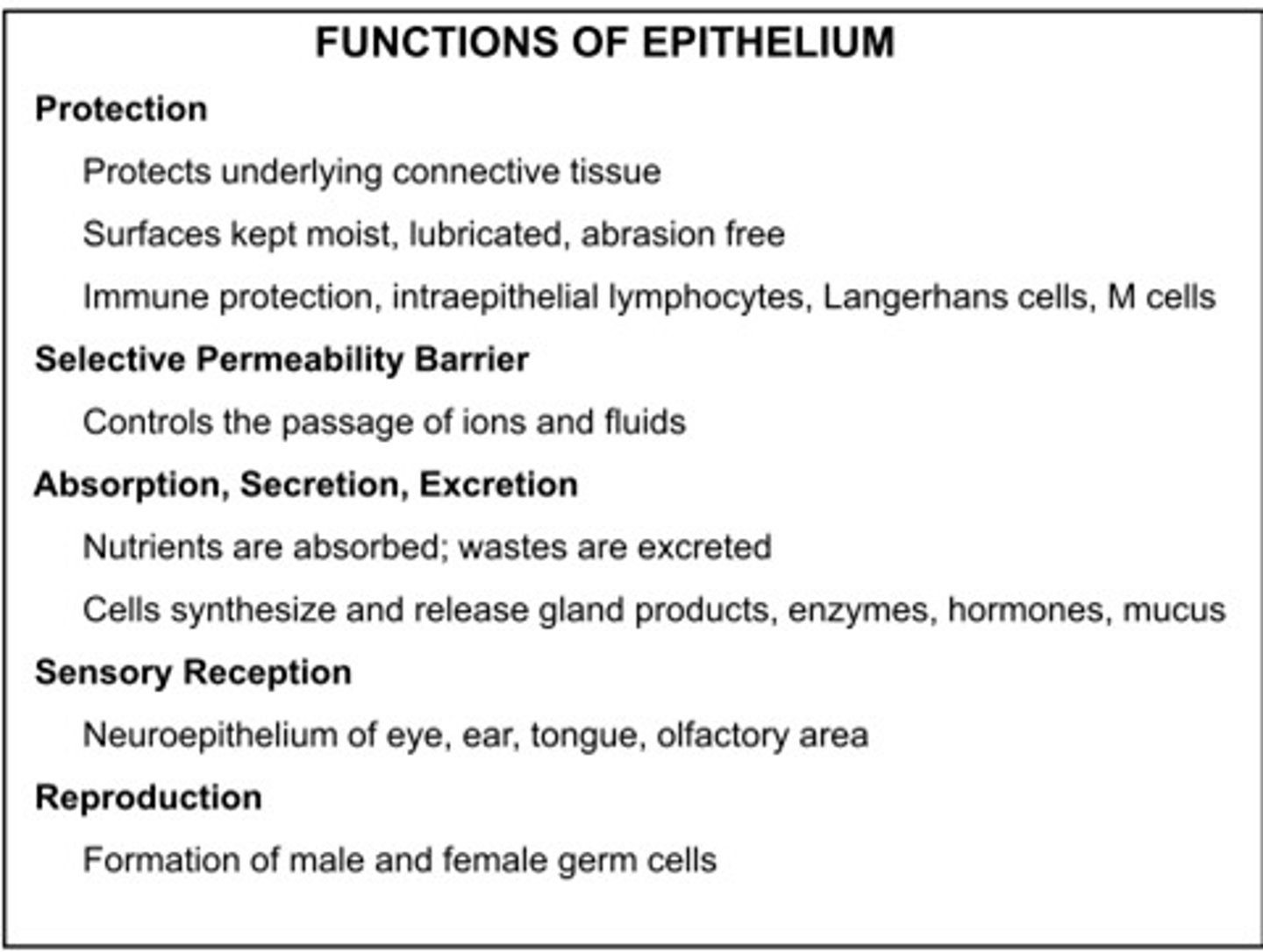 <p>1. protection</p><p>2. absorption</p><p>3. filtration</p><p>4. excretion</p><p>5. secretion- individual epithelial cell can secrete; epithelial cells arranged into exocrine glands</p><p>6. sensory reception- skin, special sense</p>