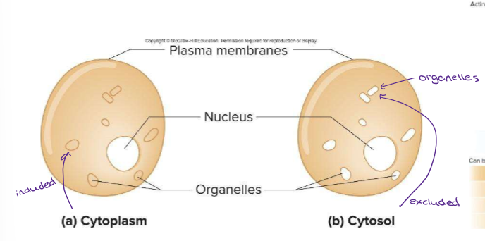 <p>Cytoplasm - refers to all fluid in a cell except that in the nucleus </p><p>Cytosol - all fluid in a cell, except nuclear fluid and fluid in organelles </p>