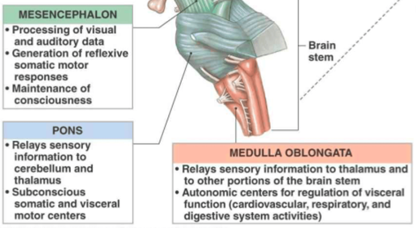 <p>- Relays sensory info to thalamus</p><p>- Regulation of autonomic function (HR, BP, digestion)</p>