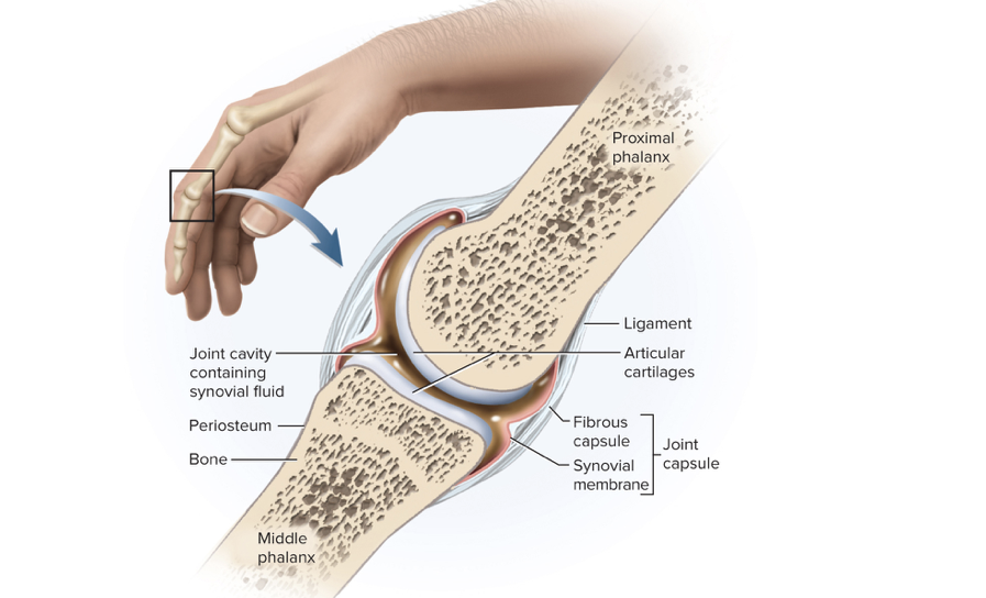 <p><span>layer of hyaline cartilage that covers the facing surfaces of two bones</span></p>