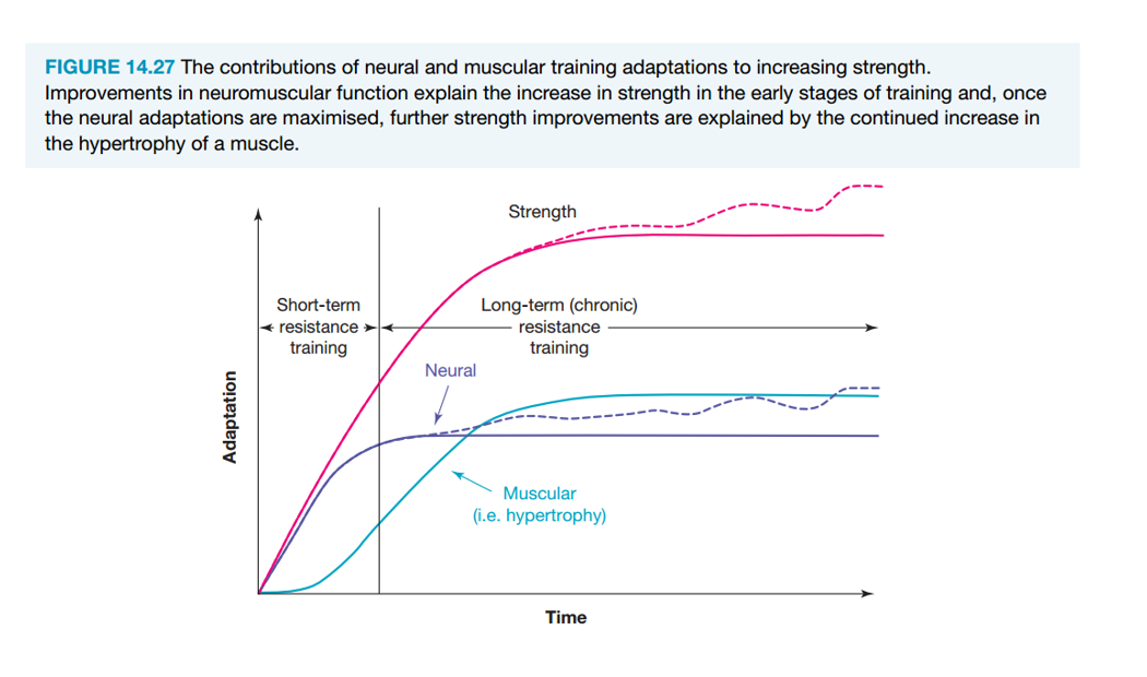 <ul><li><p>Each fibre increases in cross-sectional area due to more actin and myosin filaments, more and larger myofibrils, and more connective tissue. This increases muscle strength and size</p></li></ul><p></p>
