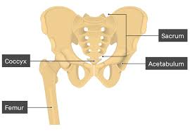 <p>big hip socket where the femur connects</p>
