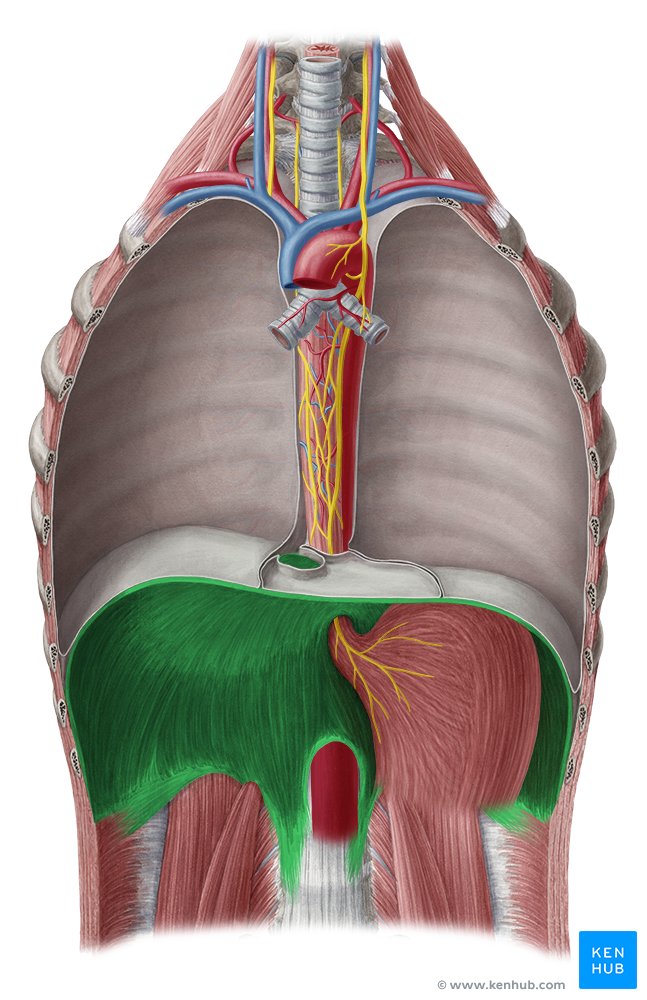 <p><strong>Action</strong>: Inhalation (flattens to enlarge thoracic cavity)</p>