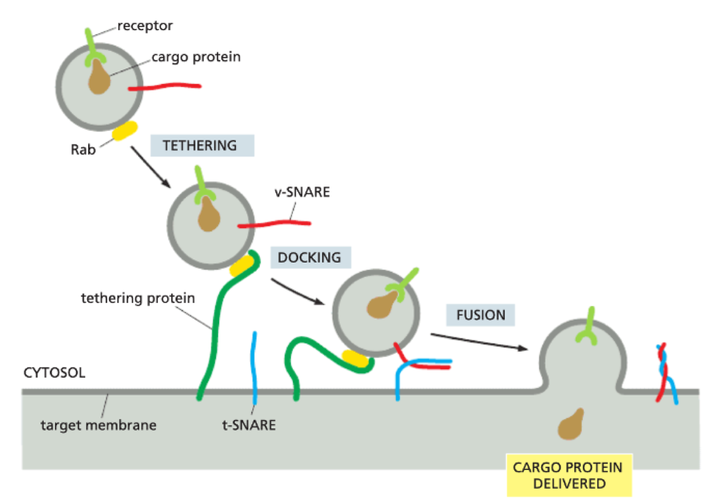 <ol><li><p>Rab GTPase interacts with tethering proteins on target membrane</p></li><li><p>v-snare + t-snare (transmembrane proteins) interacts - highly complementary + specific</p></li><li><p>v + t-snare ‘zipping’ is what forces membranes together by removing water between two phospholipid bilayers</p></li><li><p>v + t-snare determine if vesicle fuses in correct destination</p></li></ol><p></p>