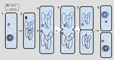 <ol><li><p>The circular DNA and plasmids replicate</p></li><li><p>The cell gets bigger and the circular DNA strands move to opposite poles of the cell</p></li><li><p>The cytoplasm begins to divide and new cell walls begin to form</p></li><li><p>The cytoplasm divides and two daughter cells are produced. Each daughter cell has one copy of the circular DNA but can have various numbers of plasmids</p></li></ol><p></p>