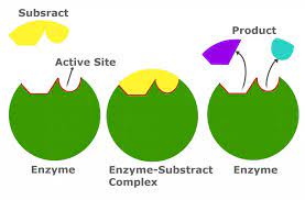 <p>molecules that result from the catalyzed reaction</p>