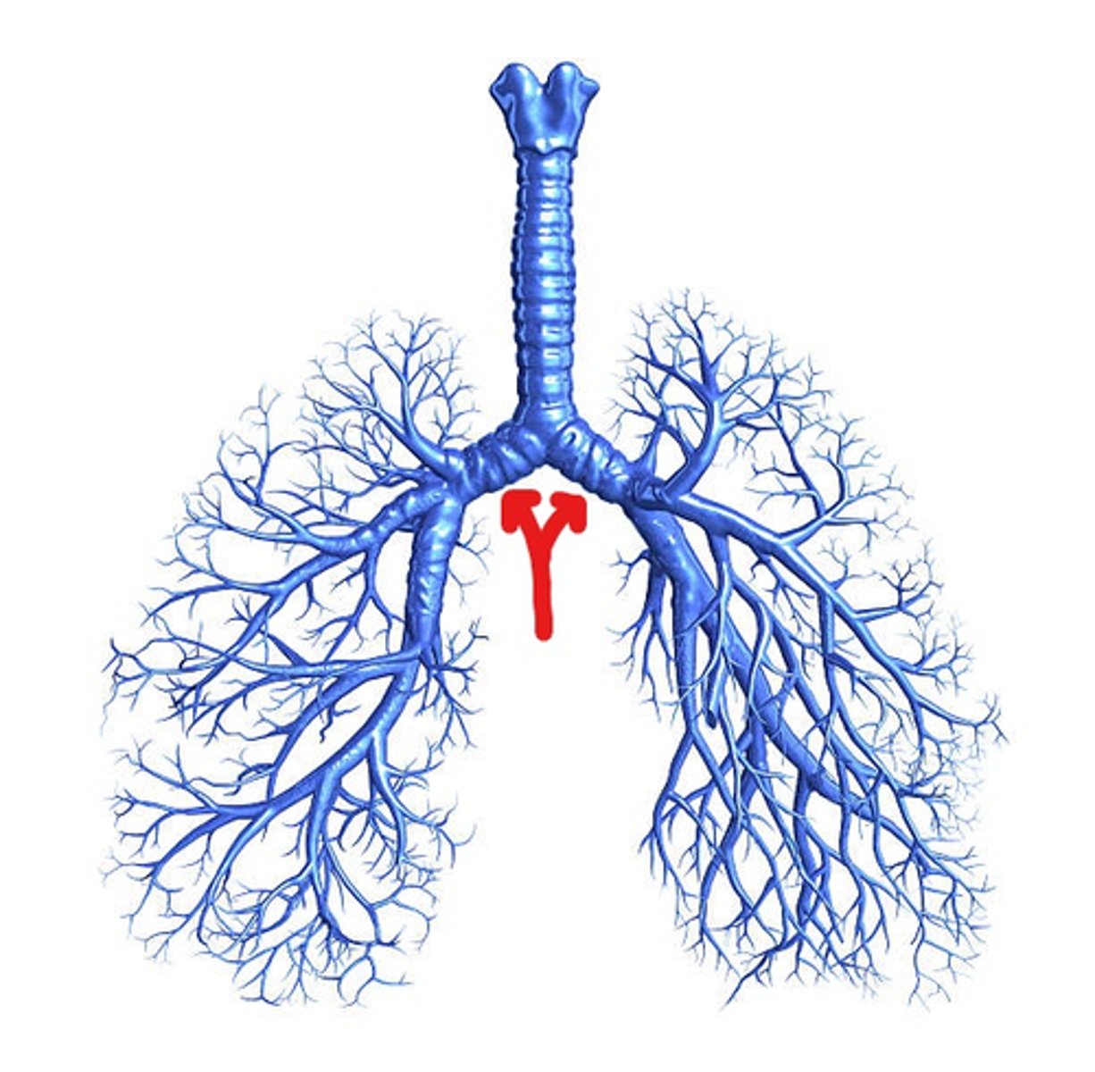 <p>Primary Bronchi</p>