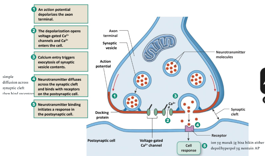 <p>#Synaptic cleft: narrow space between the pre and postsynaptic</p><p>#Exocytosis is a process in which intracellular vesicle fuses with plasma membrane, the vesicle opens, and its contents are released into the extracellular fluid (i.e., the synaptic cleft)<br>#receptor step4 usually ligand-gated</p>