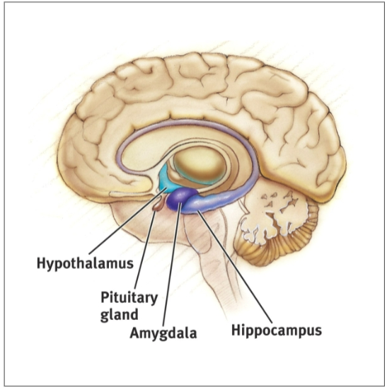 <p>donut-shaped system of neural structures at the border of the brainstem and cerebrum. associated with emotions such as fear, aggression, and drives for food + sex. (EMOTION CENTER)</p>