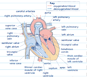 knowt flashcard image