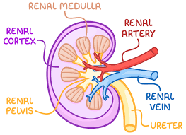 <p>cortex, medulla, pelvis, capsule, ureter, renal artery, renal vein</p>