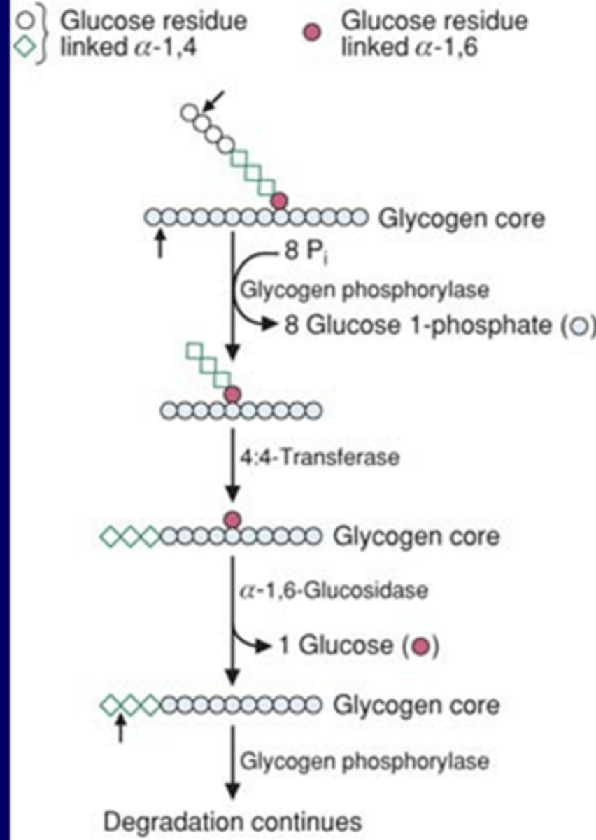 <p>1. Glycogen phosphorylase cuts into the branches one by one. <br>2. At some point enzyme binds, can't cleave 1 by 1 anymore<br>3. Have to use 4,4 transferase to move branch to the end of the string. <br>4. a1,6 glucosidase releases some glucose<br>5. Glycogen phosphorylase can continue to cleave</p>
