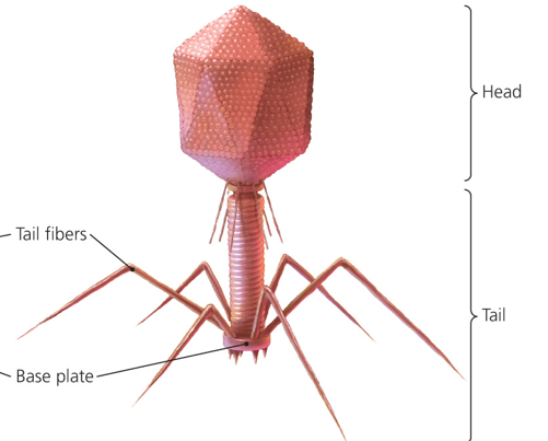 <p>What are the parts of a bacteriophage?</p>