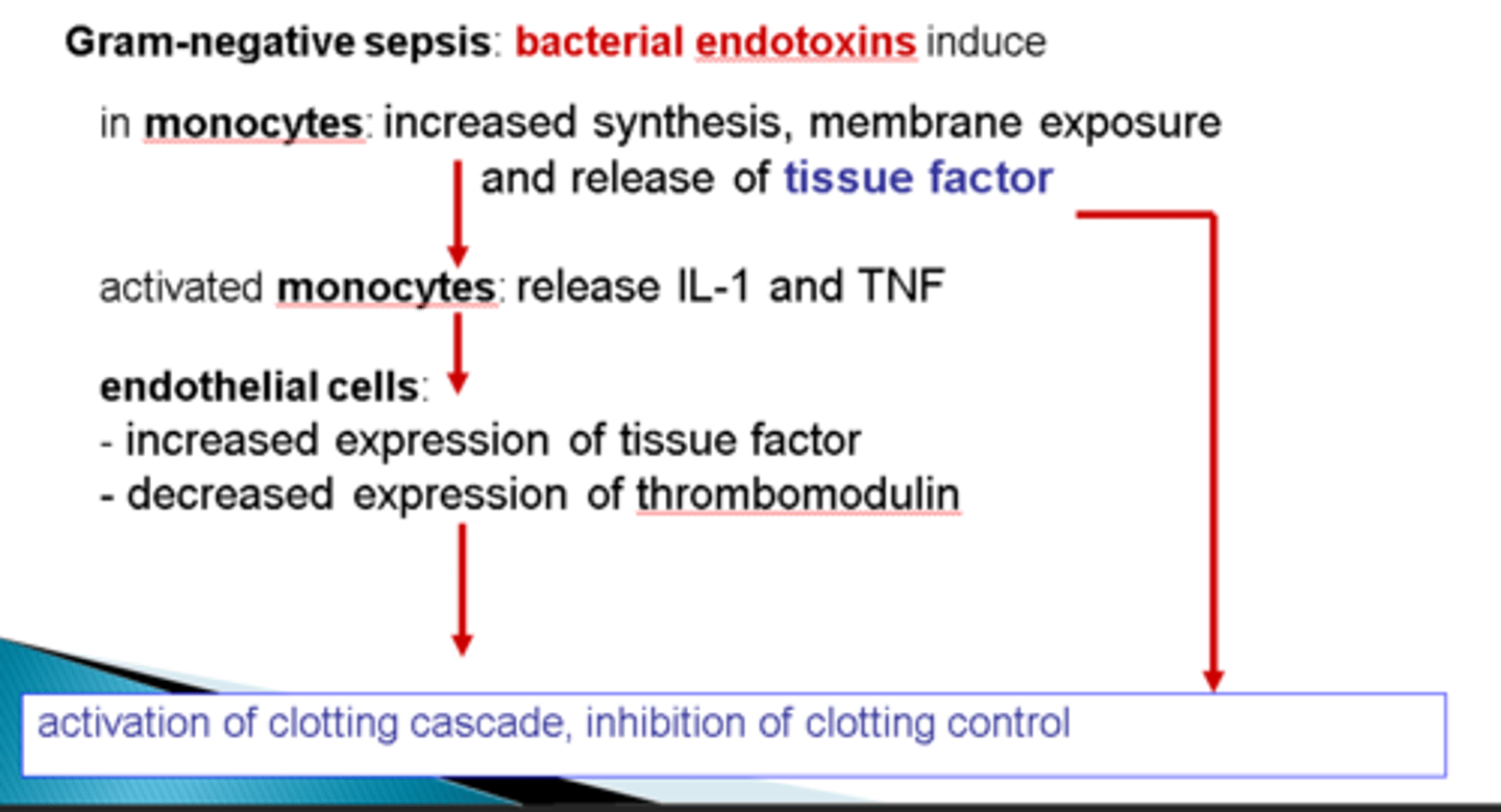 <ul><li><p>Express LPS on cell wall (endotoxin)</p></li><li><p>Causes monocytes to increase synthesis and release of tissue factor (also of IL-1 and TNF)</p></li><li><p>This causes endothelial cells to increase the expression of tissue factor and decrease expression of thrombomodulin</p></li><li><p>Overall cause is activation of the clotting cascade and inhibition of clotting control</p></li></ul><p></p>