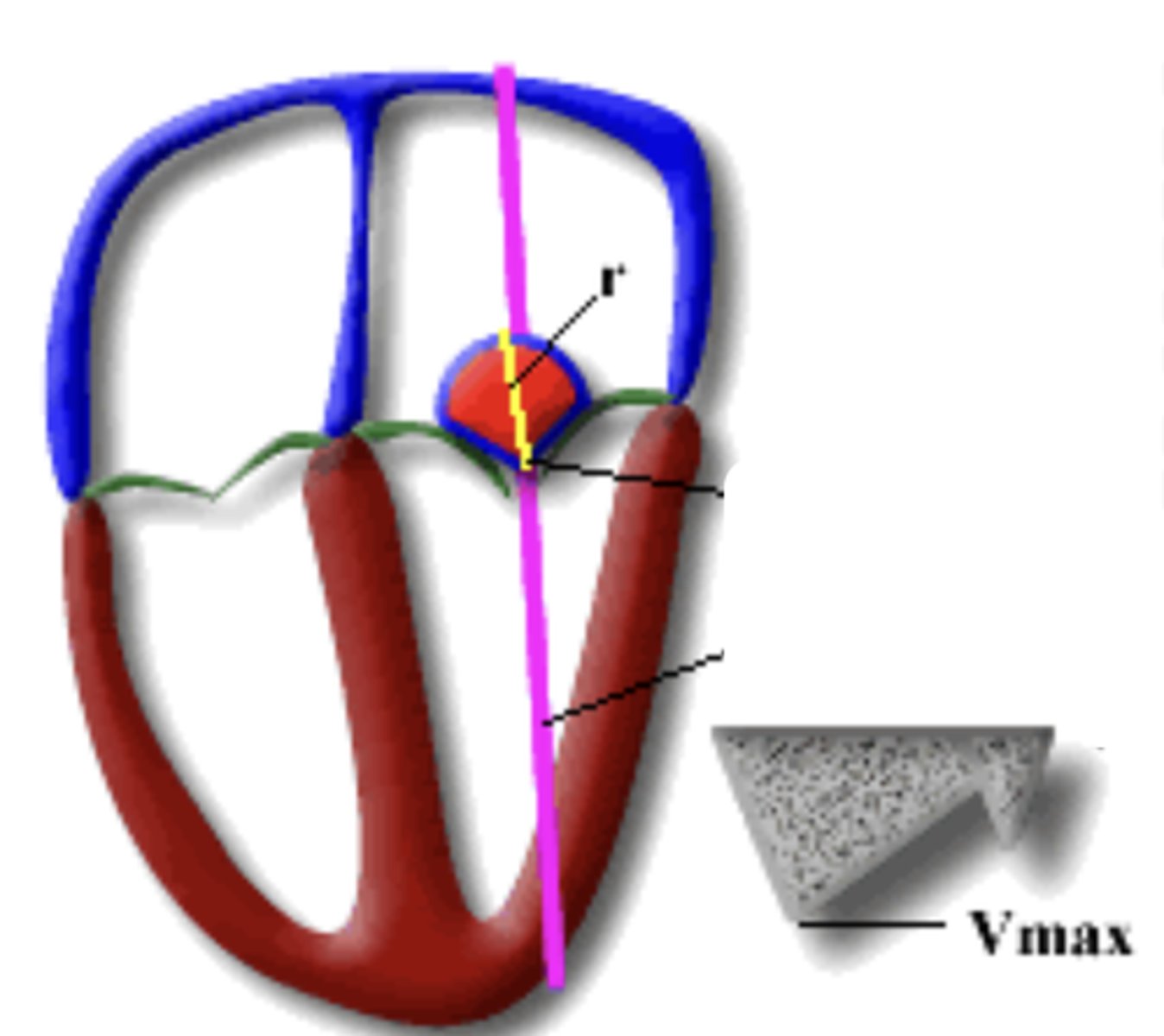 <p>Measure flow convergence radius</p><p>Measure MV peak velocity</p>