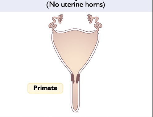 <p>-<span>Result of nearly complete mullerian duct fusion</span></p><p><span>-no uterine horns</span></p><p></p>