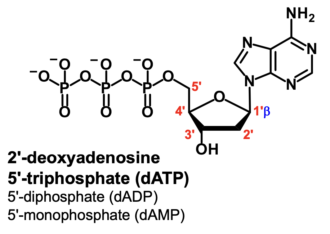 <p>2’-deoxyadenosine 5’-mono/di/triphosphate (dAMP/dADP/dATP)</p>