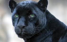 <p>panther</p>