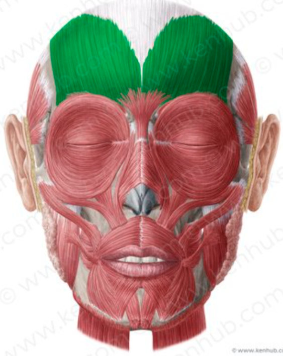<p><span style="color: red"><strong>O: </strong></span>Galea aponeurotica</p><p><span style="color: red"><strong>I: </strong></span>Skin &amp; fascia above nose &amp; eyes</p><p><span style="color: red"><strong>N: </strong></span>Facial nerve (CN VII), Temporal branch of (<em>facial nerve</em>)</p><p><span style="color: red"><strong>A: </strong></span>Draws scalp posteriorly to raise eyebrows &amp; wrinkle brow (surprise)</p>