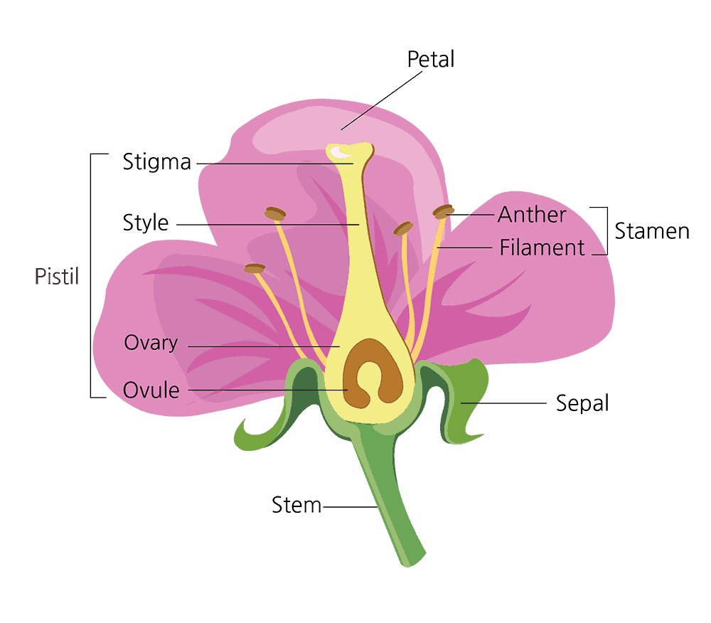 <p>Label flower diagram </p>