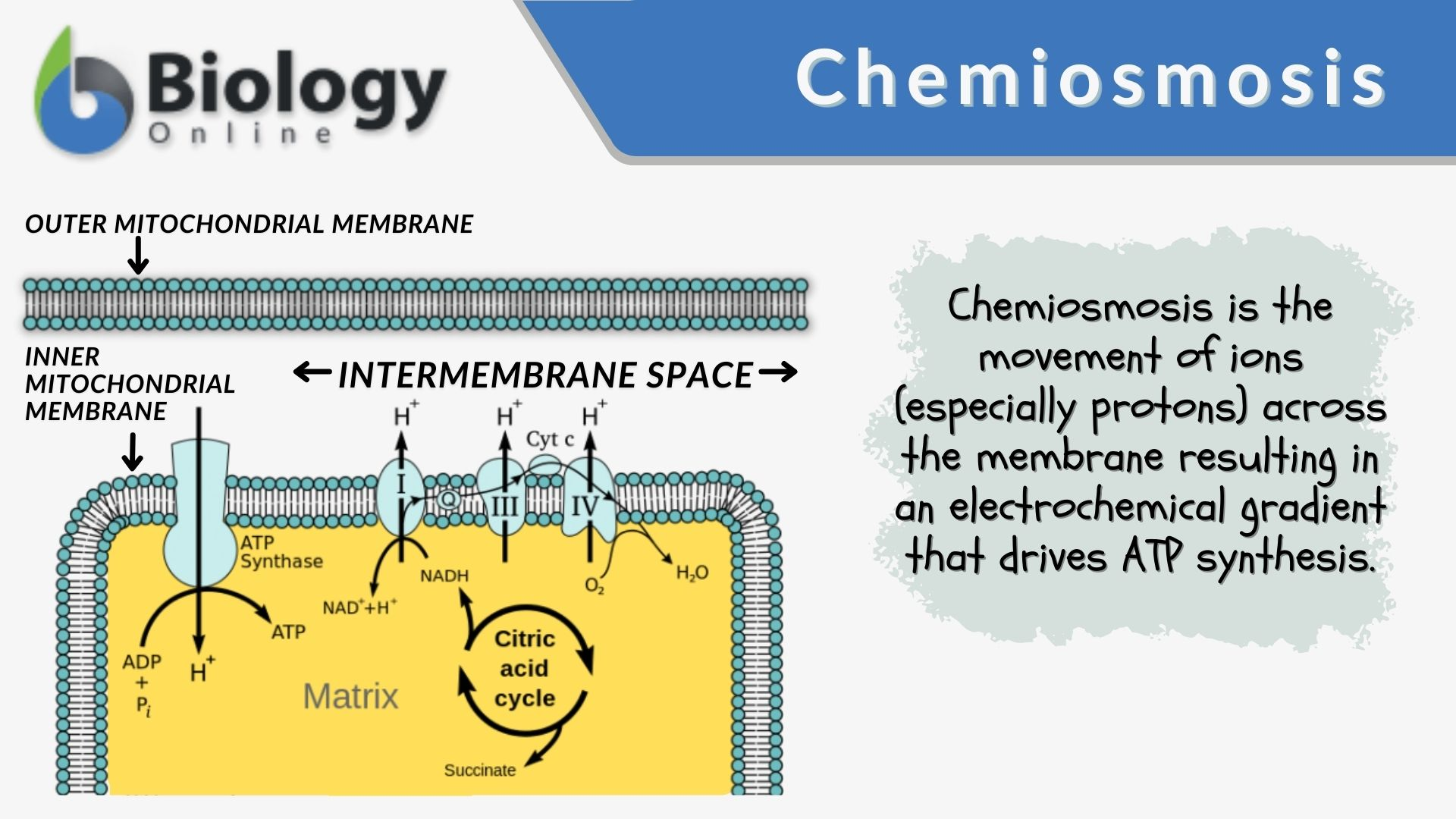 <p>Chemiosmosis</p>