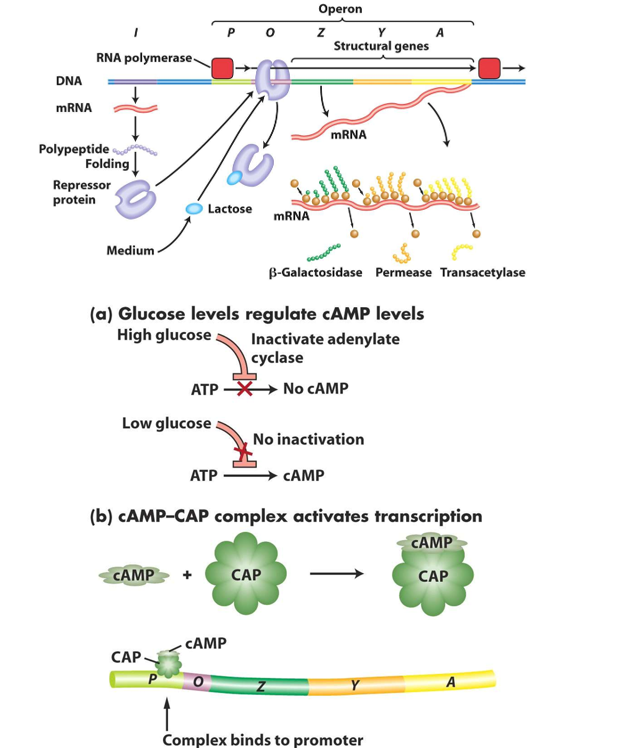 <ol><li><p><span style="color: green"><strong><u>Lactose and glucose present</u></strong></span></p><ul><li><p>Presence of lactose means lac repressor is inactivated and cannot bind to lac promoter --&gt; transcription possible.</p></li><li><p>However, presence of glucose means no cAMP is produced --&gt; no cAMP-CAP complex --&gt; low transcription.</p></li></ul></li><li><p><span style="color: red"><strong><u>Lactose absent</u></strong></span><strong><u>, </u></strong><span style="color: green"><strong><u>glucose present</u></strong></span></p><ul><li><p>Absence of lactose means lac repressor is activated and represses the lac operon --&gt; transcription not possible regardless of glucose concentration.</p></li></ul></li><li><p><span style="color: green"><strong><u>Lactose present</u></strong></span><strong><u>, </u></strong><span style="color: red"><strong><u>glucose absent</u></strong></span></p><ul><li><p>Presence of lactose means lac repressor is inactivated and cannot bind to lac promoter --&gt; transcription possible.</p></li><li><p>Absence of glucose means cAMP-CAP complex can activate the lac operon --&gt; high transcription.</p></li></ul></li><li><p><span style="color: red"><strong><u>Lactose and glucose absent</u></strong></span></p><ul><li><p>Absence of lactose means lac repressor is activated and represses the lac operon --&gt; transcription not possible regardless of glucose concentration.</p></li></ul></li></ol><p></p>