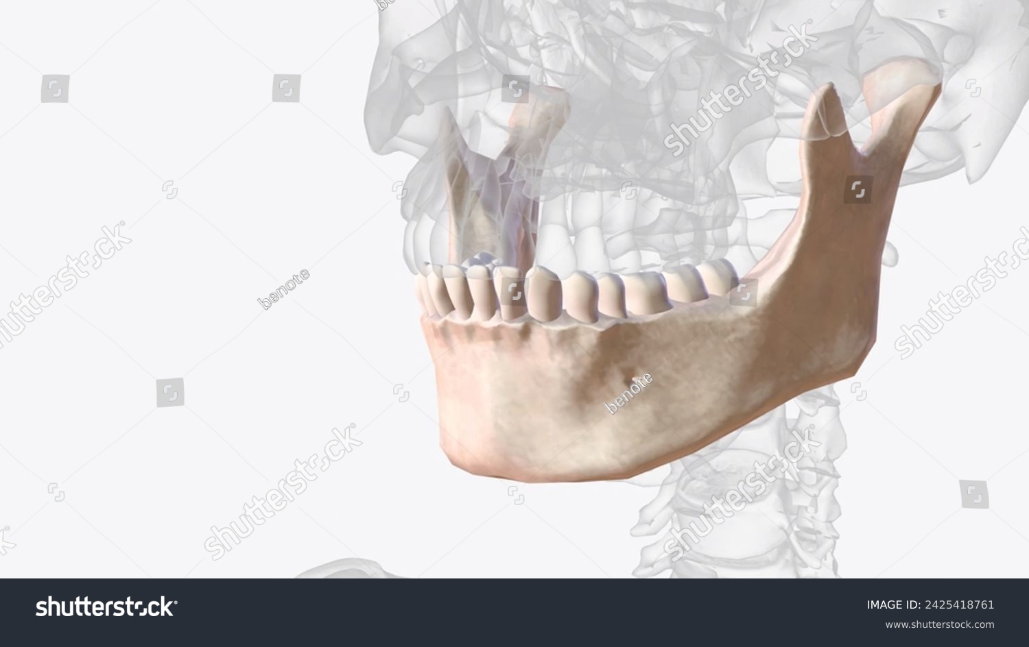 <p>Mandible - lower jaw</p>