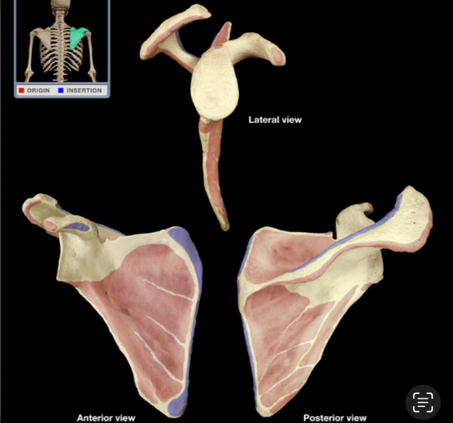 <p>What bone is this</p>