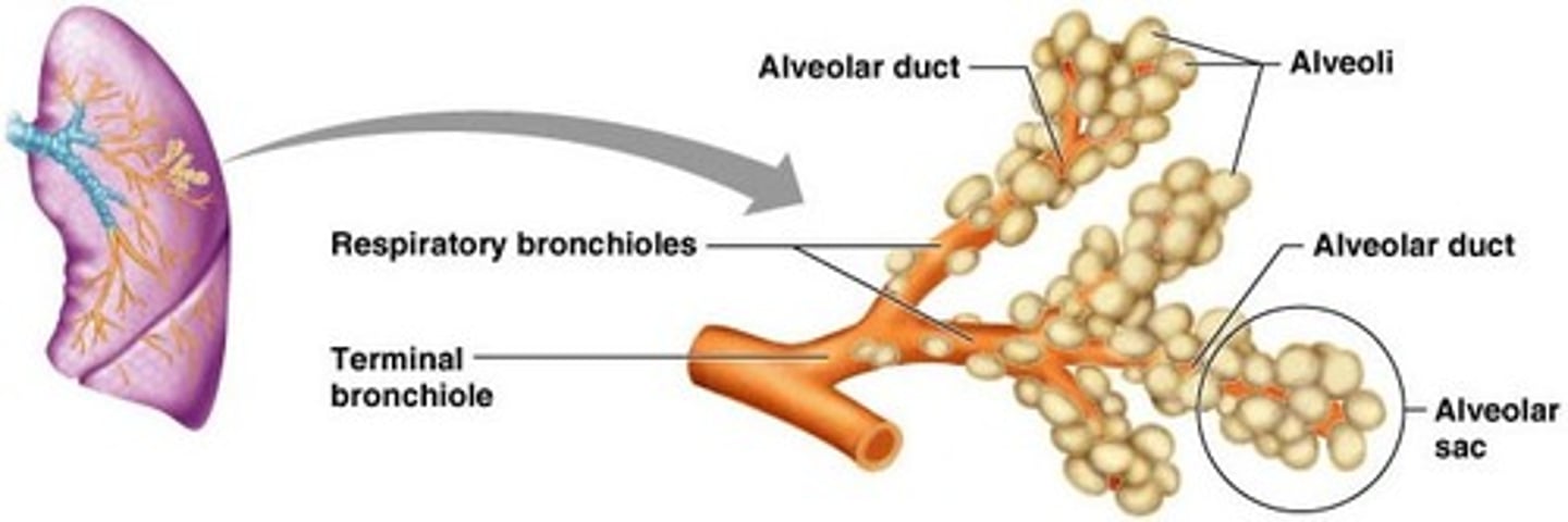 <p>bronchioles</p>