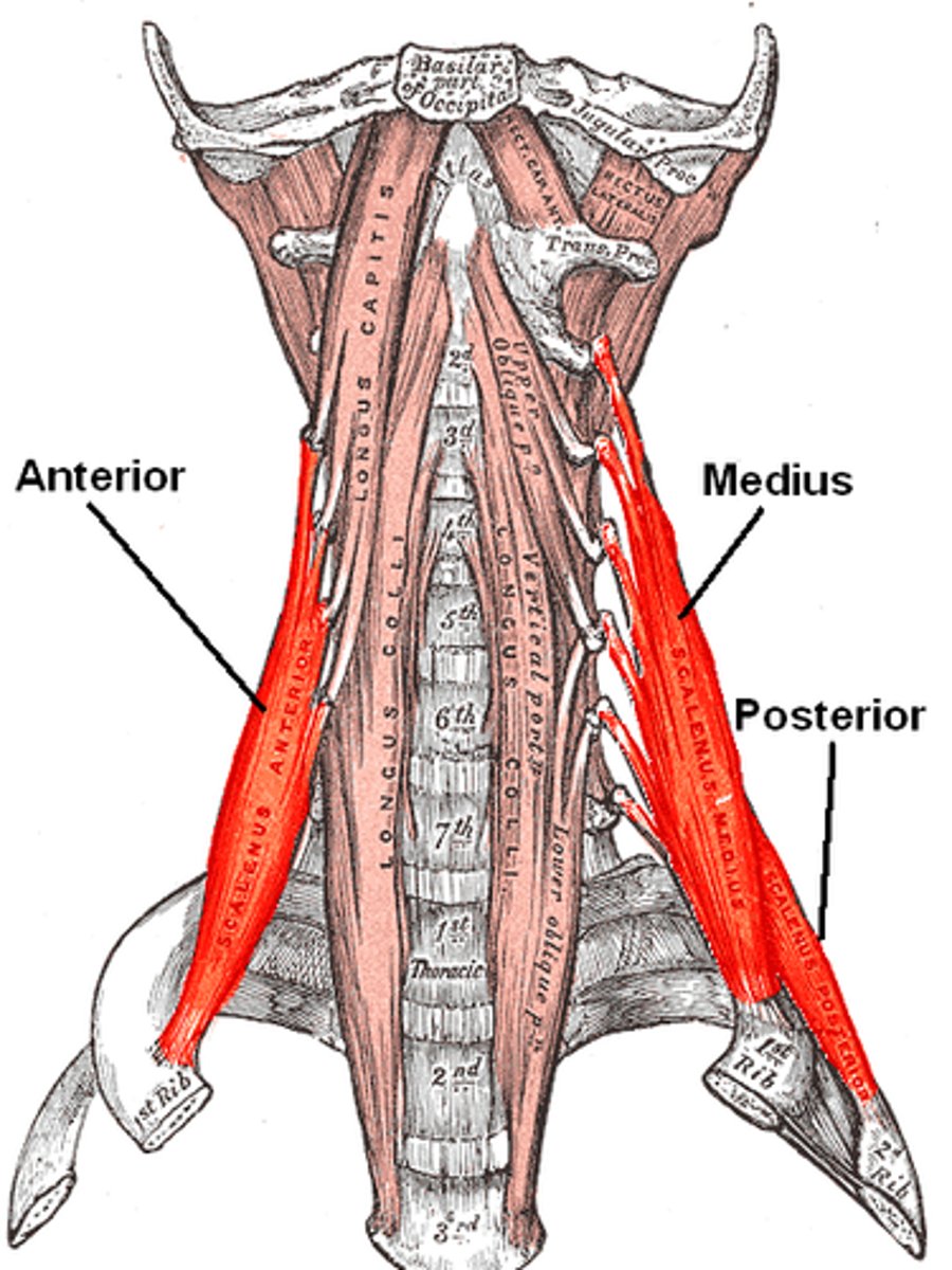 <p>o: transverse process of C5-C7</p><p>i: 1st rib</p><p>anterior rami of cervical spinal nerves</p><p>laterally flexes neck</p><p>elevate 1st rib during inspiration</p>